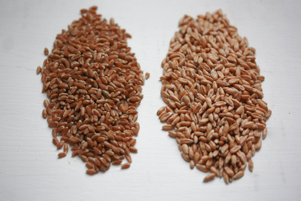 Dinkel vs. Weizen – Duell der Giganten – vollwertigleben