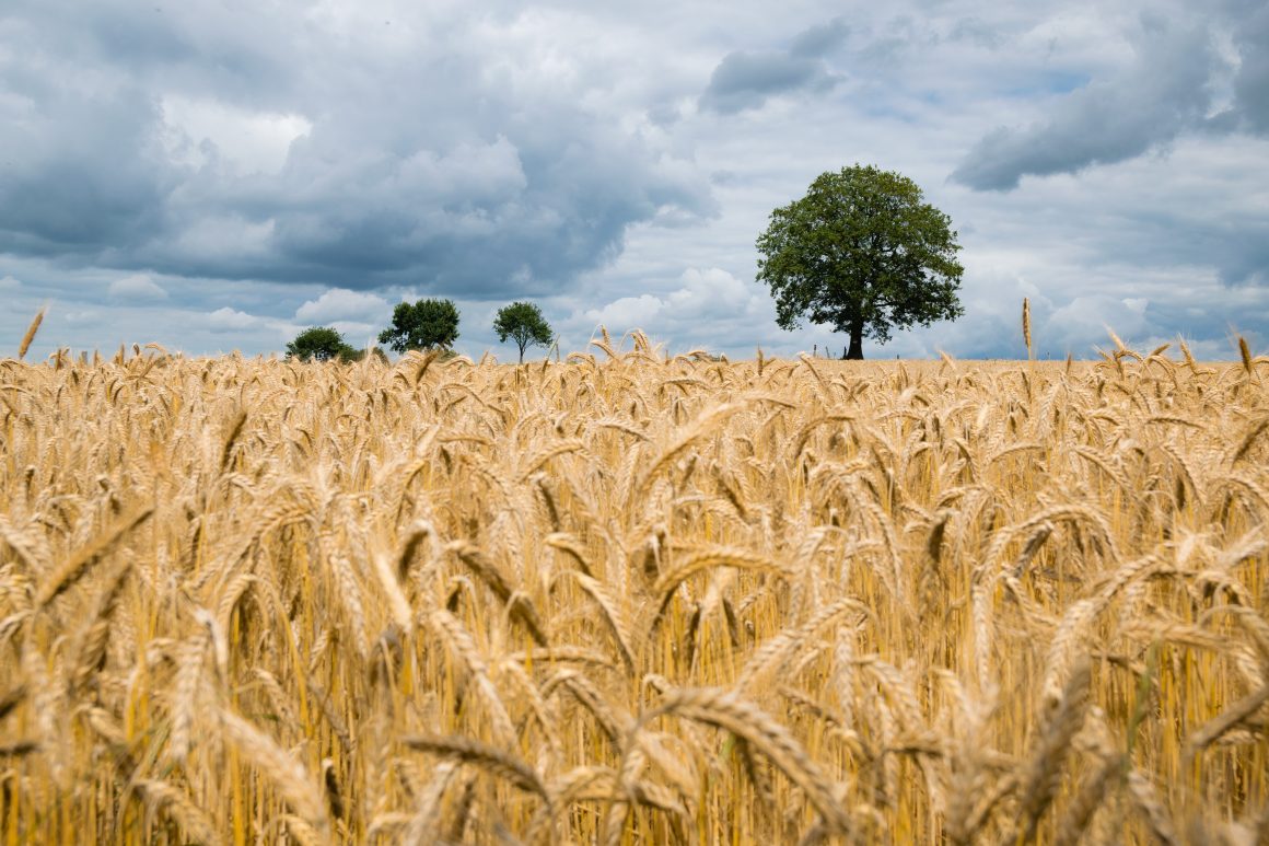 Getreideähren und Himmel